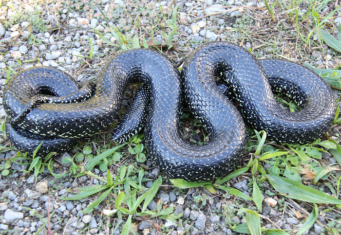 King Snake